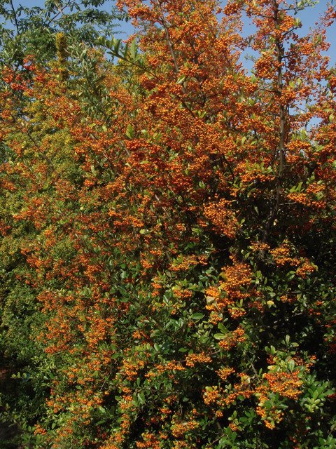 Pyracantha crenulata 'Rodgersiana' P26